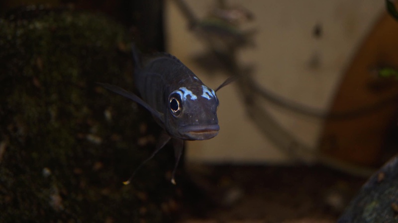 Ophthalmotilapia sp. 'whitecap' Mabilibili Bay